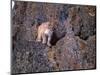 Captive mountain lion against cliff and lichen, Montana-Howie Garber-Mounted Photographic Print