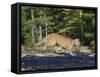 Captive Mountain Lion Crossing a Stream, Minnesota Wildlife Connection, Minnesota, USA-James Hager-Framed Stretched Canvas