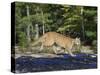 Captive Mountain Lion Crossing a Stream, Minnesota Wildlife Connection, Minnesota, USA-James Hager-Stretched Canvas