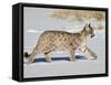 Captive Mountain Lion or Cougar Cub, Near Bozeman, Montana-James Hager-Framed Stretched Canvas