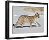 Captive Mountain Lion or Cougar Cub, Near Bozeman, Montana-James Hager-Framed Photographic Print