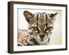 Captive Ocelot (Leopardus Pardalis) at Las Pumas Research Center, Guanacaste Province, Costa Rica-Paul Souders-Framed Photographic Print