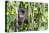 Captive pet tufted capuchin (Sapajus apella), San Francisco Village, Loreto, Peru, South America-Michael Nolan-Stretched Canvas