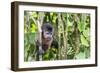 Captive pet tufted capuchin (Sapajus apella), San Francisco Village, Loreto, Peru, South America-Michael Nolan-Framed Photographic Print