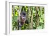 Captive pet tufted capuchin (Sapajus apella), San Francisco Village, Loreto, Peru, South America-Michael Nolan-Framed Photographic Print