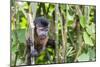 Captive pet tufted capuchin (Sapajus apella), San Francisco Village, Loreto, Peru, South America-Michael Nolan-Mounted Photographic Print