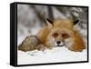 Captive Red Fox (Vulpes Vulpes) in the Snow, Near Bozeman, Montana, USA-James Hager-Framed Stretched Canvas