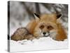 Captive Red Fox (Vulpes Vulpes) in the Snow, Near Bozeman, Montana, USA-James Hager-Stretched Canvas