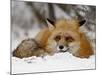 Captive Red Fox (Vulpes Vulpes) in the Snow, Near Bozeman, Montana, USA-James Hager-Mounted Photographic Print