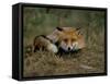 Captive Red Fox (Vulpes Vulpes), United Kingdom-Steve & Ann Toon-Framed Stretched Canvas