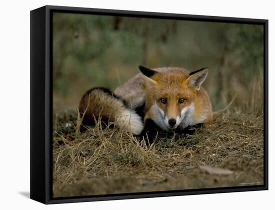 Captive Red Fox (Vulpes Vulpes), United Kingdom-Steve & Ann Toon-Framed Stretched Canvas