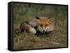 Captive Red Fox (Vulpes Vulpes), United Kingdom-Steve & Ann Toon-Framed Stretched Canvas