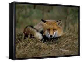 Captive Red Fox (Vulpes Vulpes), United Kingdom-Steve & Ann Toon-Framed Stretched Canvas