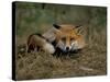 Captive Red Fox (Vulpes Vulpes), United Kingdom-Steve & Ann Toon-Stretched Canvas