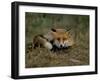 Captive Red Fox (Vulpes Vulpes), United Kingdom-Steve & Ann Toon-Framed Photographic Print