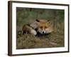 Captive Red Fox (Vulpes Vulpes), United Kingdom-Steve & Ann Toon-Framed Photographic Print