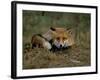 Captive Red Fox (Vulpes Vulpes), United Kingdom-Steve & Ann Toon-Framed Photographic Print