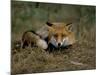Captive Red Fox (Vulpes Vulpes), United Kingdom-Steve & Ann Toon-Mounted Photographic Print