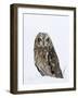 Captive Short-Eared Owl (Asio Flammeus) in the Snow, Boulder County, Colorado-James Hager-Framed Photographic Print