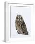 Captive Short-Eared Owl (Asio Flammeus) in the Snow, Boulder County, Colorado-James Hager-Framed Photographic Print