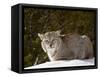 Captive Siberian Lynx (Eurasian Lynx) (Lynx Lynx) in the Snow, Near Bozeman, Montana, USA-James Hager-Framed Stretched Canvas