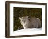 Captive Siberian Lynx (Eurasian Lynx) (Lynx Lynx) in the Snow, Near Bozeman, Montana, USA-James Hager-Framed Photographic Print