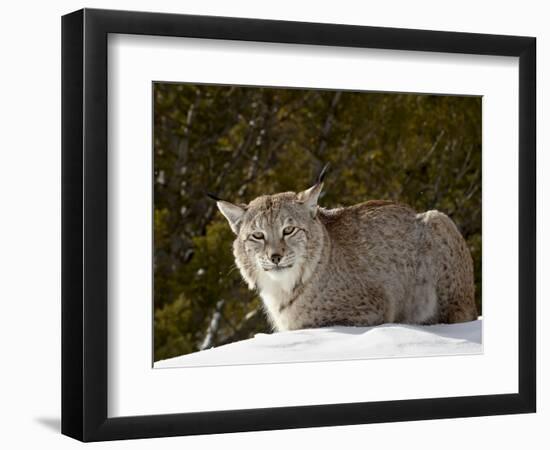 Captive Siberian Lynx (Eurasian Lynx) (Lynx Lynx) in the Snow, Near Bozeman, Montana, USA-James Hager-Framed Photographic Print