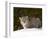 Captive Siberian Lynx (Eurasian Lynx) (Lynx Lynx) in the Snow, Near Bozeman, Montana, USA-James Hager-Framed Photographic Print