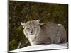 Captive Siberian Lynx (Eurasian Lynx) (Lynx Lynx) in the Snow, Near Bozeman, Montana, USA-James Hager-Mounted Photographic Print