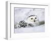 Captive Snowy Owl (Nictea Scandiaca)-Steve & Ann Toon-Framed Photographic Print