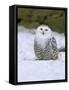 Captive Snowy Owl (Nictea Scandiaca)-Steve & Ann Toon-Framed Stretched Canvas