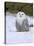 Captive Snowy Owl (Nictea Scandiaca)-Steve & Ann Toon-Stretched Canvas