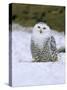 Captive Snowy Owl (Nictea Scandiaca)-Steve & Ann Toon-Stretched Canvas