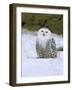 Captive Snowy Owl (Nictea Scandiaca)-Steve & Ann Toon-Framed Photographic Print