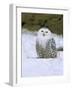 Captive Snowy Owl (Nictea Scandiaca)-Steve & Ann Toon-Framed Photographic Print