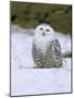 Captive Snowy Owl (Nictea Scandiaca)-Steve & Ann Toon-Mounted Photographic Print