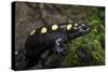 Captive Spotted Salamander. the Orianne Indigo Snake Preserve, Georgia-Pete Oxford-Stretched Canvas