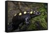 Captive Spotted Salamander. the Orianne Indigo Snake Preserve, Georgia-Pete Oxford-Framed Stretched Canvas