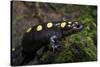 Captive Spotted Salamander. the Orianne Indigo Snake Preserve, Georgia-Pete Oxford-Stretched Canvas