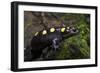 Captive Spotted Salamander. the Orianne Indigo Snake Preserve, Georgia-Pete Oxford-Framed Photographic Print