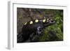 Captive Spotted Salamander. the Orianne Indigo Snake Preserve, Georgia-Pete Oxford-Framed Photographic Print