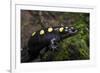 Captive Spotted Salamander. the Orianne Indigo Snake Preserve, Georgia-Pete Oxford-Framed Photographic Print