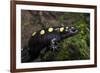 Captive Spotted Salamander. the Orianne Indigo Snake Preserve, Georgia-Pete Oxford-Framed Photographic Print