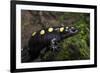 Captive Spotted Salamander. the Orianne Indigo Snake Preserve, Georgia-Pete Oxford-Framed Photographic Print