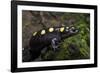 Captive Spotted Salamander. the Orianne Indigo Snake Preserve, Georgia-Pete Oxford-Framed Photographic Print