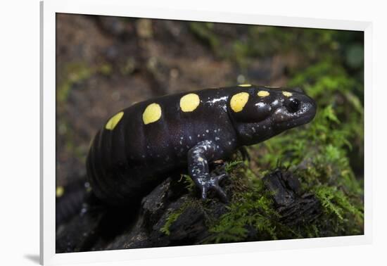 Captive Spotted Salamander. the Orianne Indigo Snake Preserve, Georgia-Pete Oxford-Framed Photographic Print