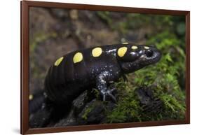 Captive Spotted Salamander. the Orianne Indigo Snake Preserve, Georgia-Pete Oxford-Framed Photographic Print