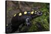 Captive Spotted Salamander. the Orianne Indigo Snake Preserve, Georgia-Pete Oxford-Stretched Canvas