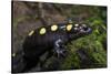Captive Spotted Salamander. the Orianne Indigo Snake Preserve, Georgia-Pete Oxford-Stretched Canvas