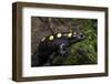 Captive Spotted Salamander. the Orianne Indigo Snake Preserve, Georgia-Pete Oxford-Framed Photographic Print